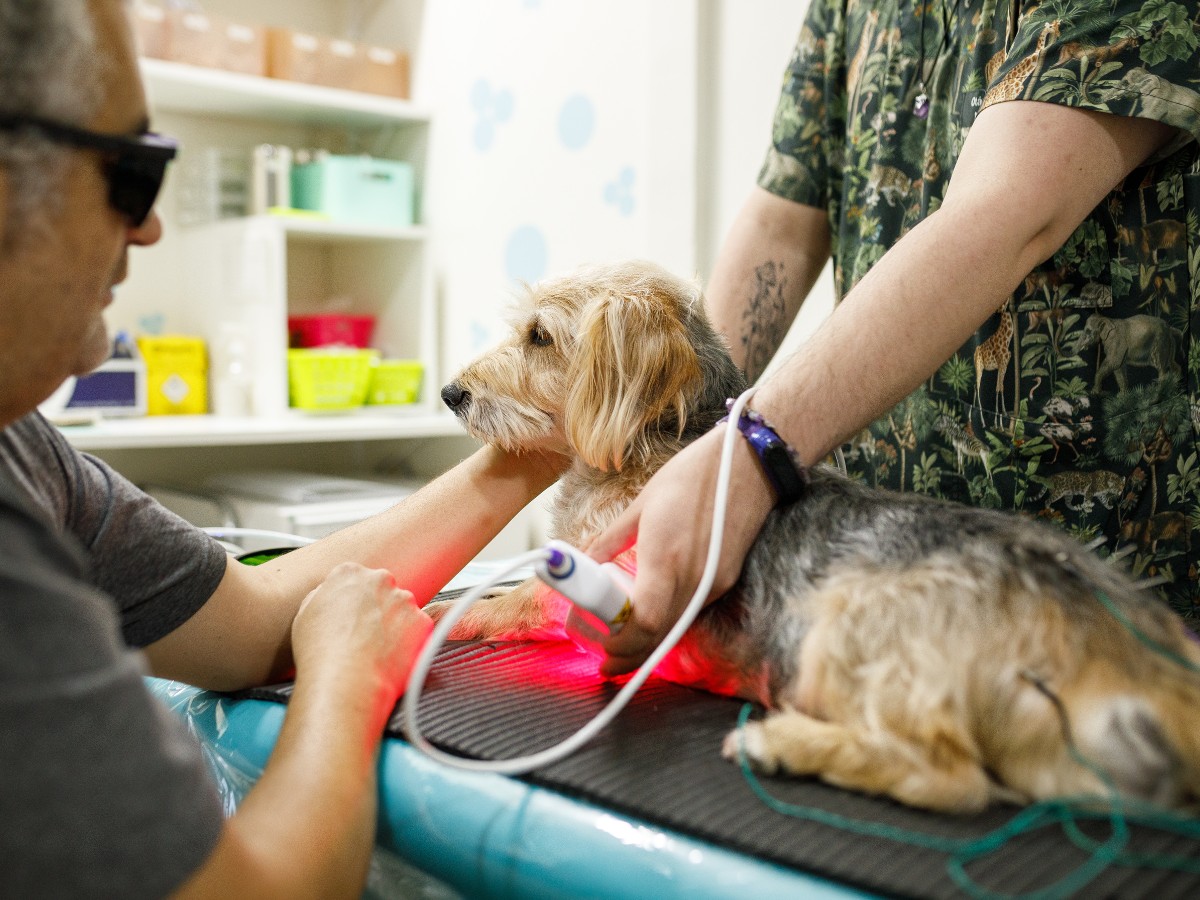 Vets doing laser therapy for a dog