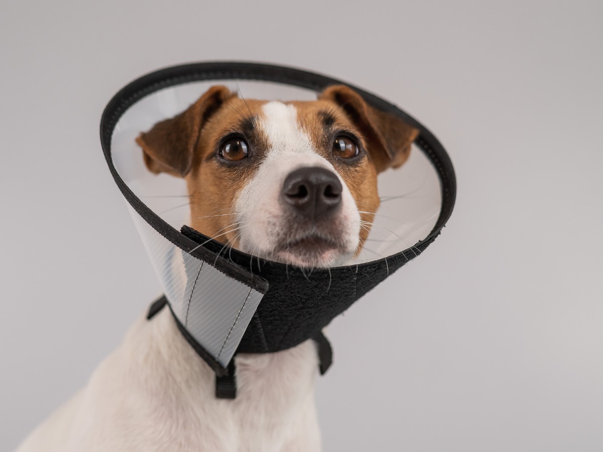 Dog wearing a protective surgery cone