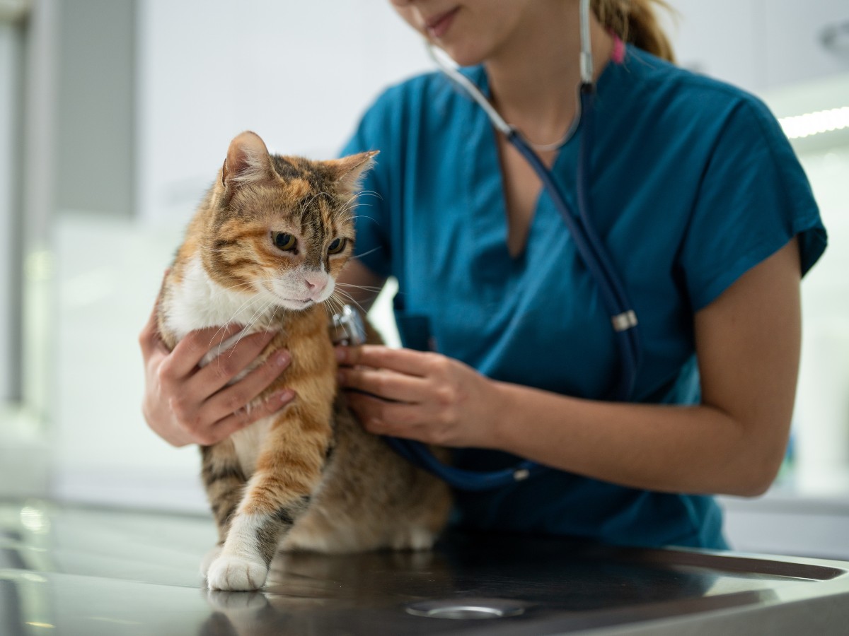 female vet examining a kitten