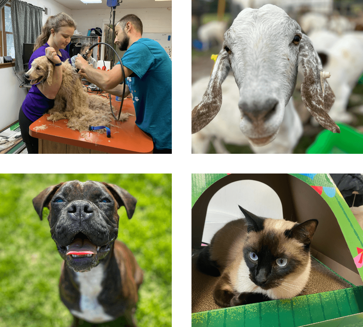 Collage image of pets and vet staff