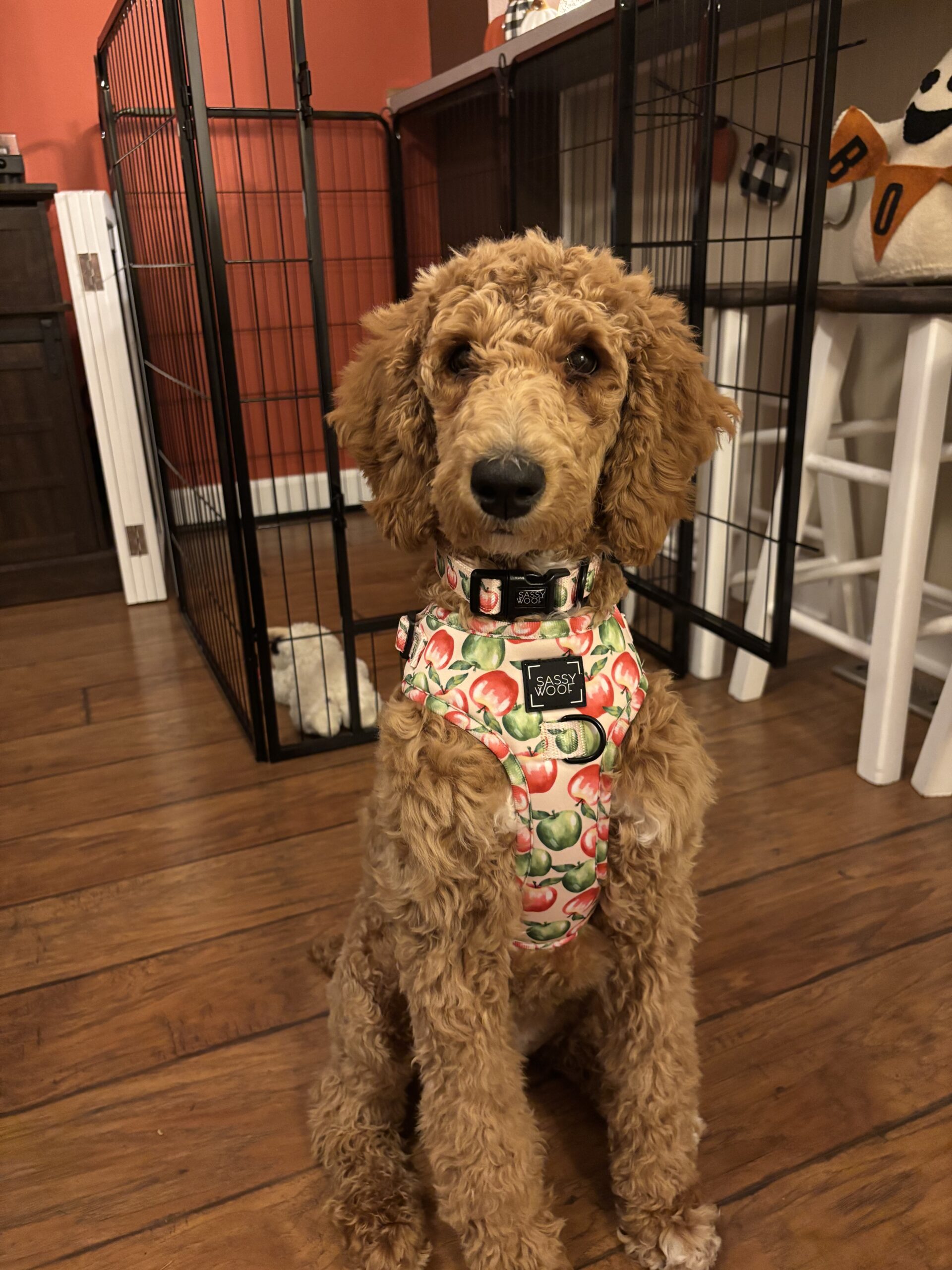 A brown dog sitting on floor indoors