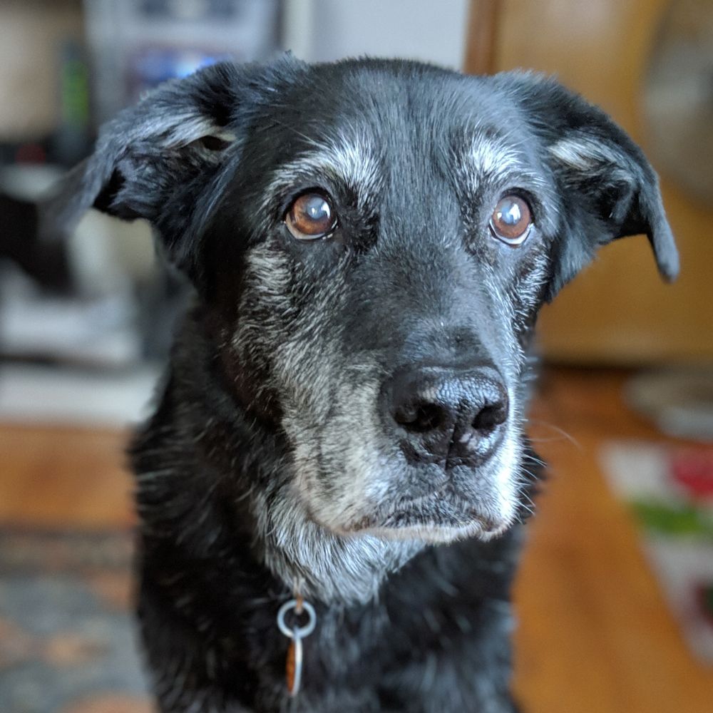 An old dog standing indoors