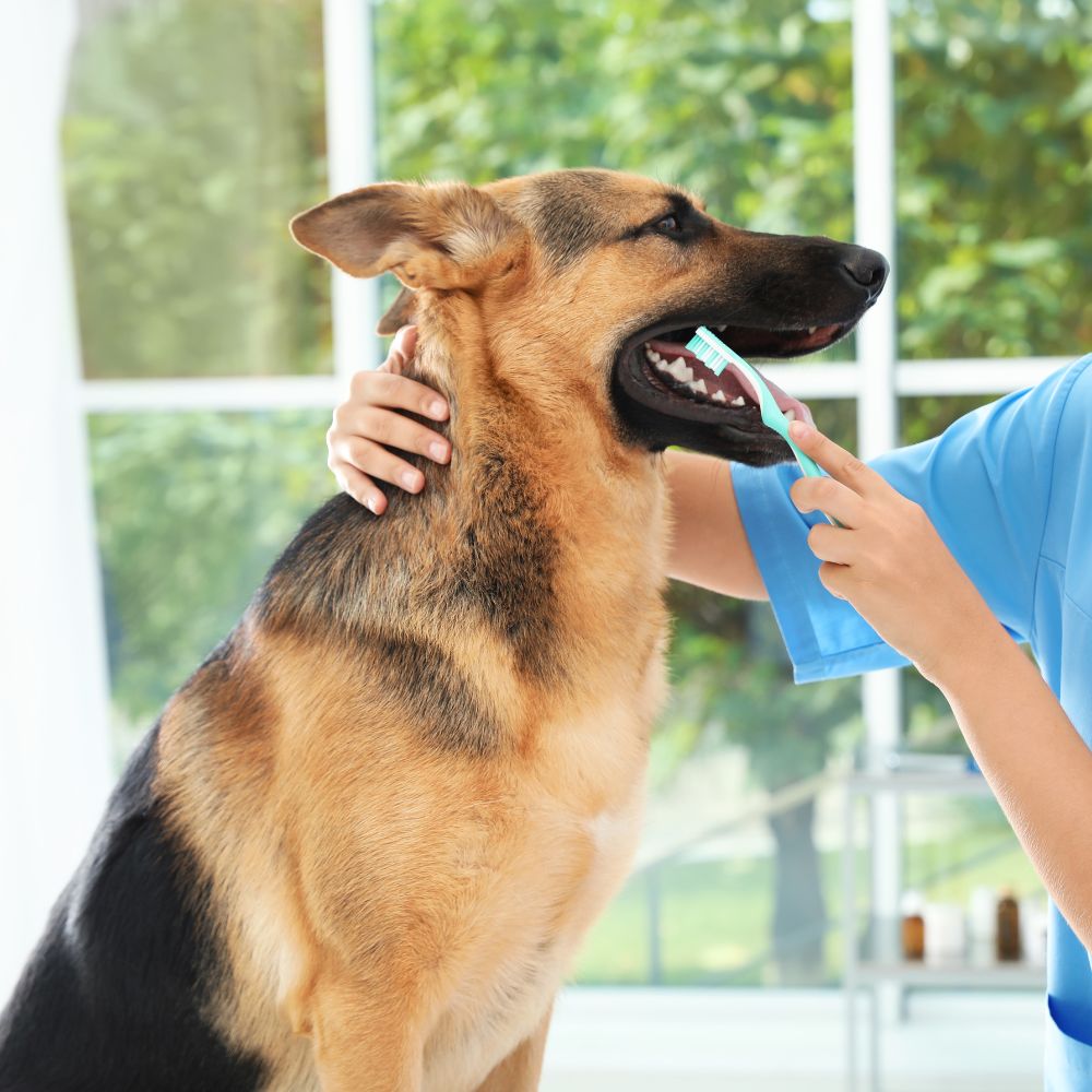 A lady vet brushing a dog's teeth