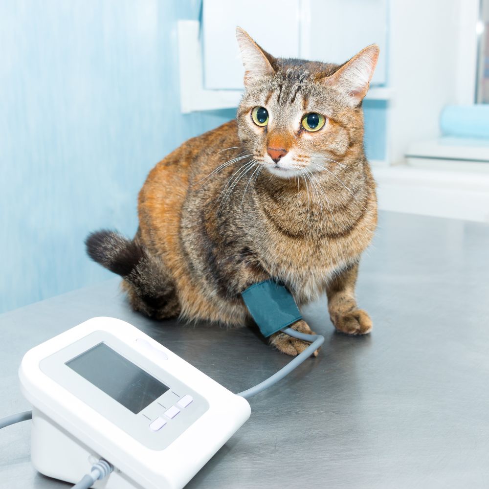 A cat lying on a table with its bp being measured with monitoring device