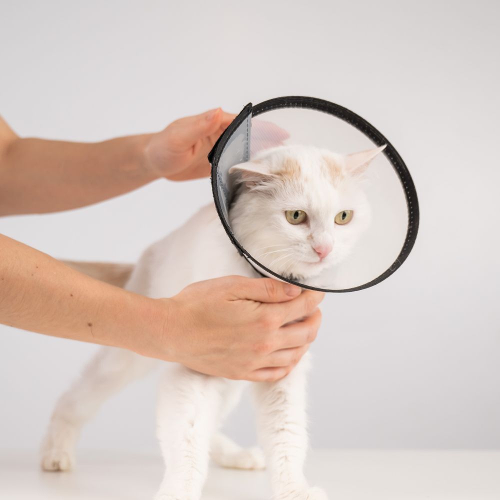 A vet examining a cat wearing a surgery collar