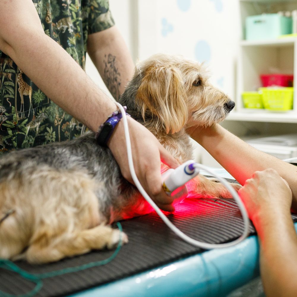 vet doing laser therapy for a dog