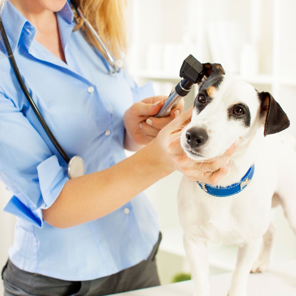 A vet examining a dog's ear