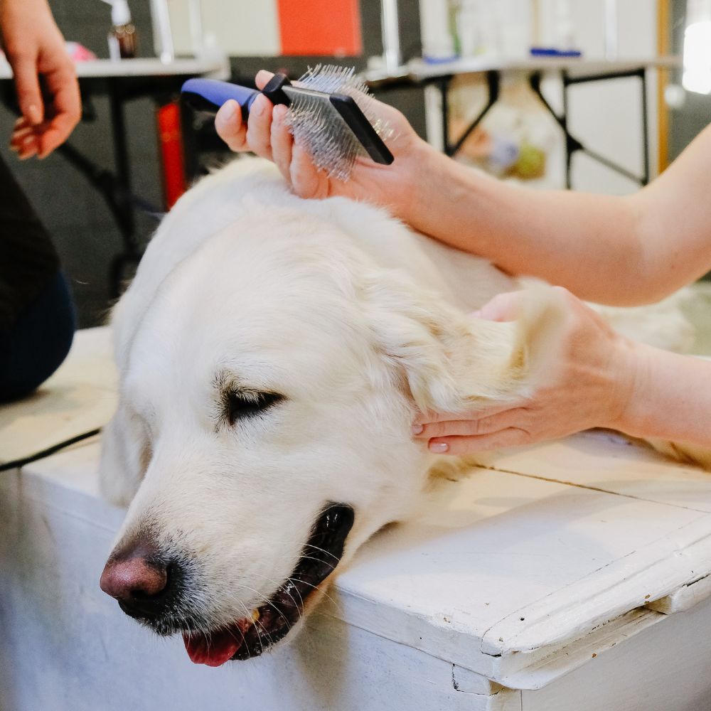 A person grooming a dog