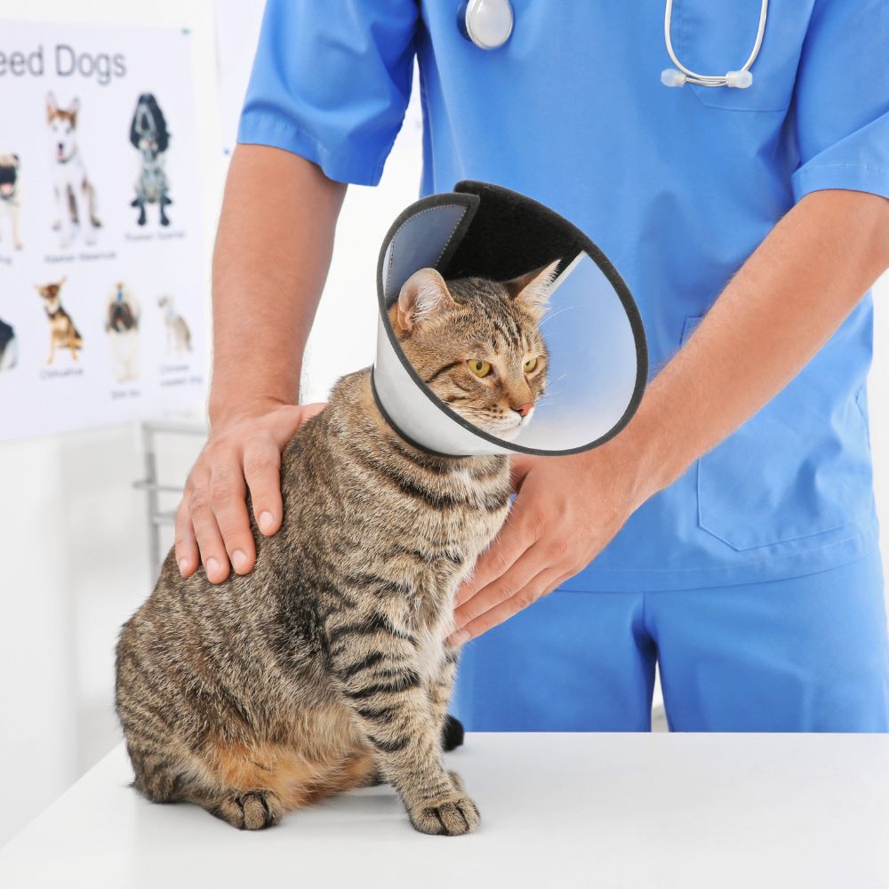 A vet examining a cat wearing surgery collar