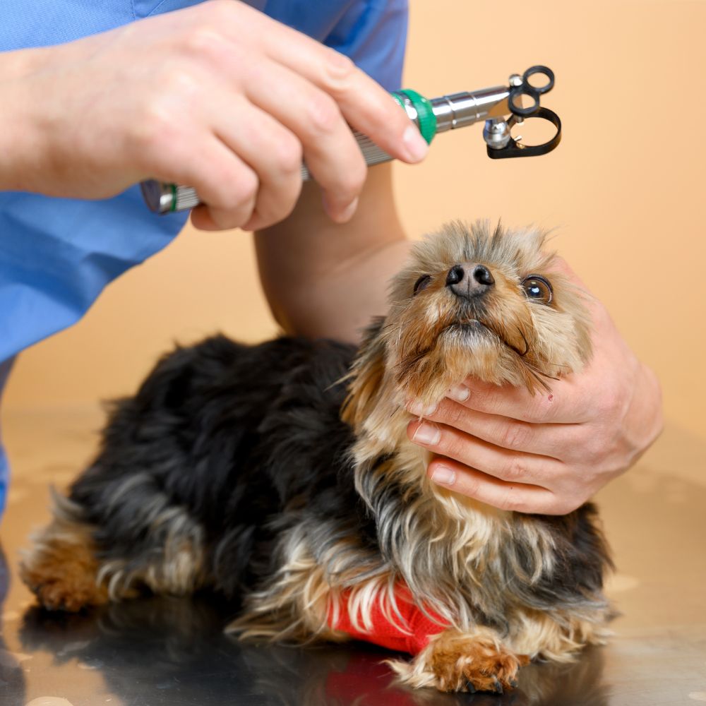 Vet examining eyes of a dog