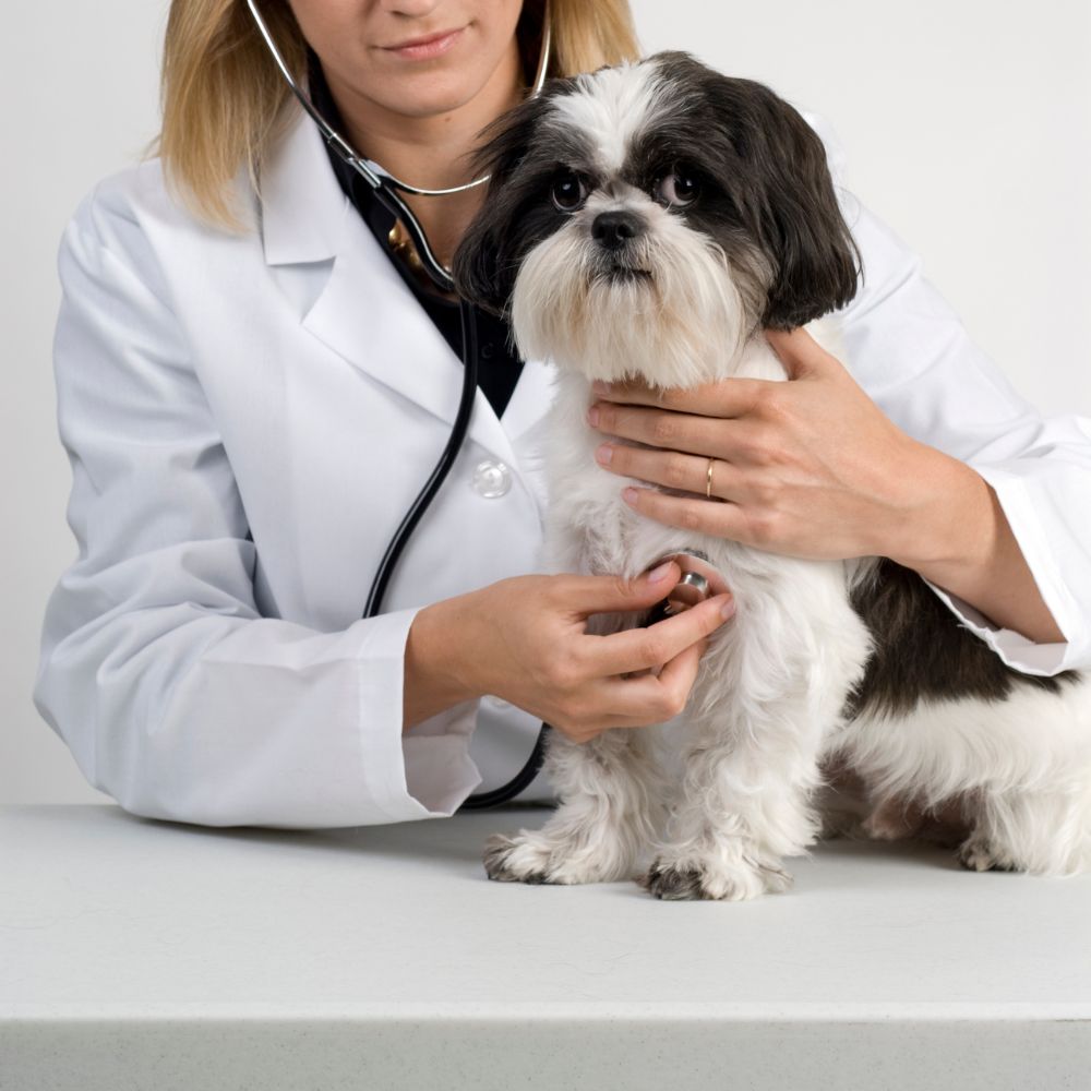 A lady vet examining a dog with a stethoscope