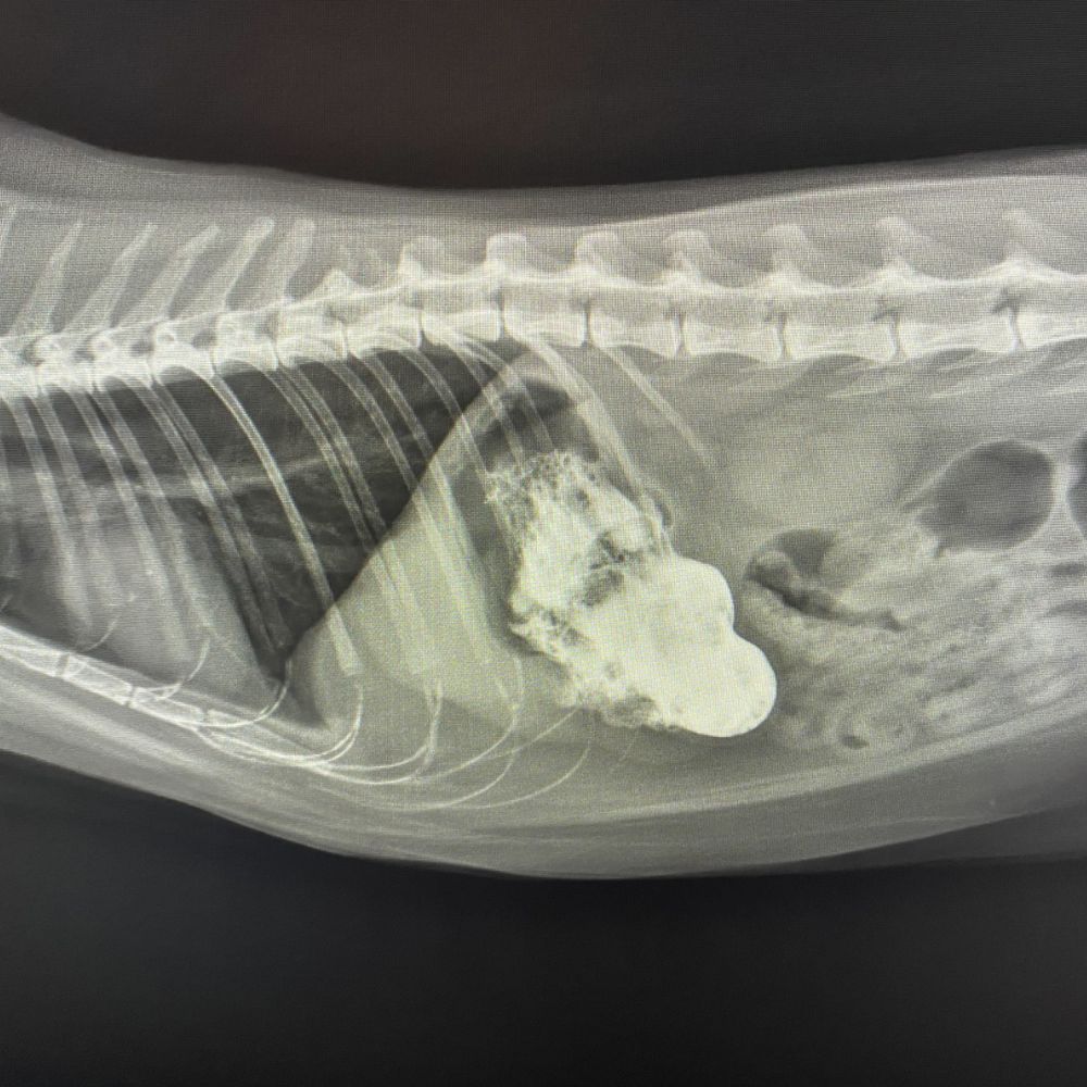 x-ray of a pet